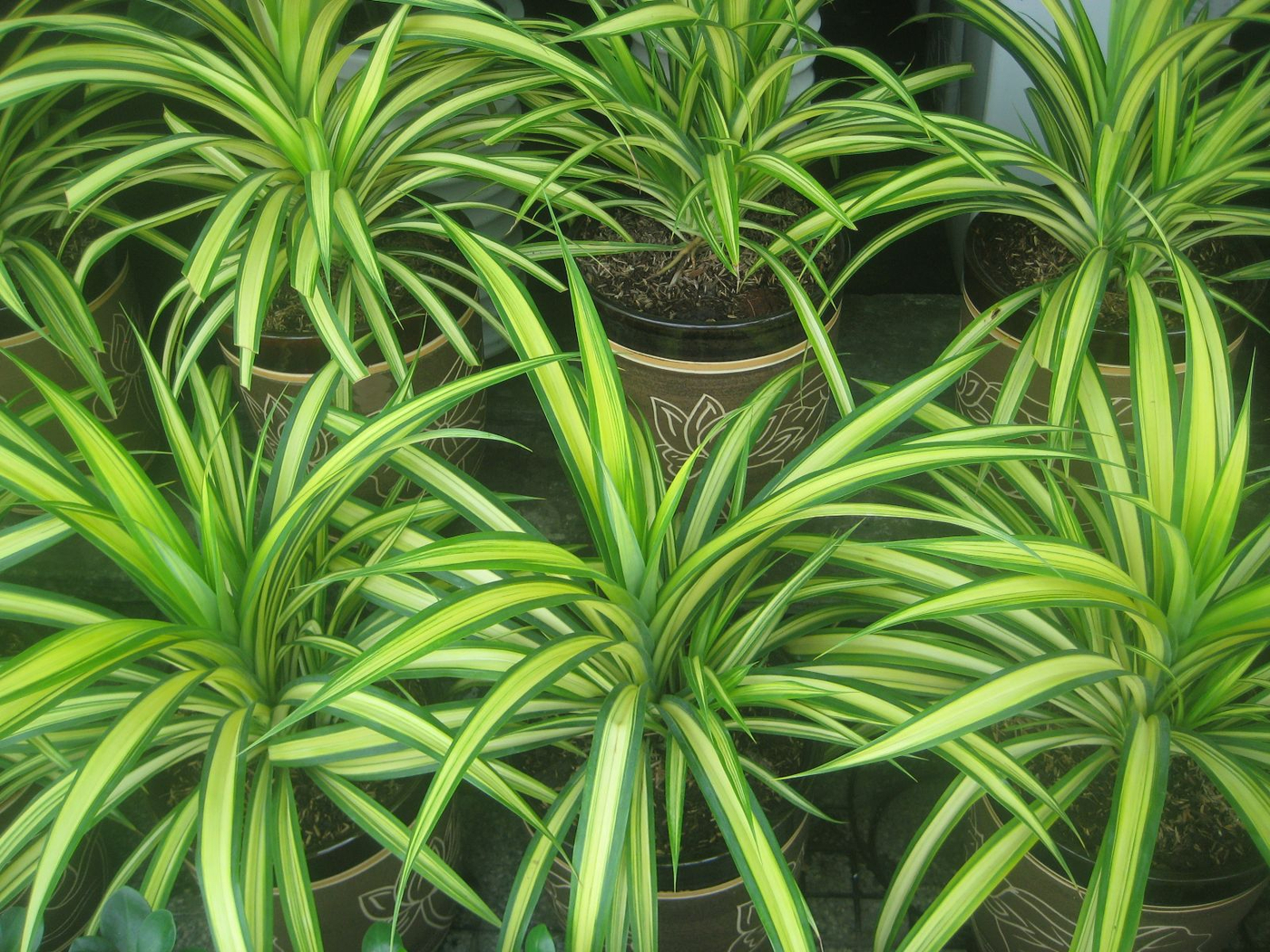 menh-moc-hop-cay-gi (2).jpg